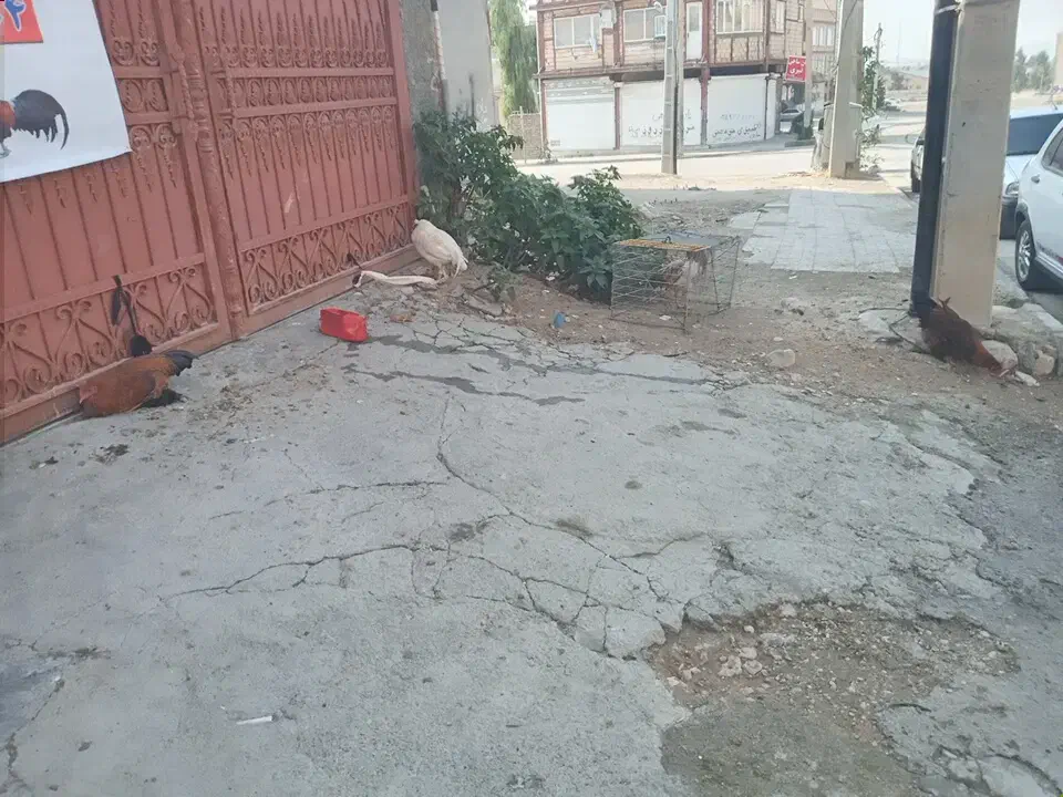 خروس تک وعمده|حیوانات مزرعه|سرپل ذهاب, |دیوار