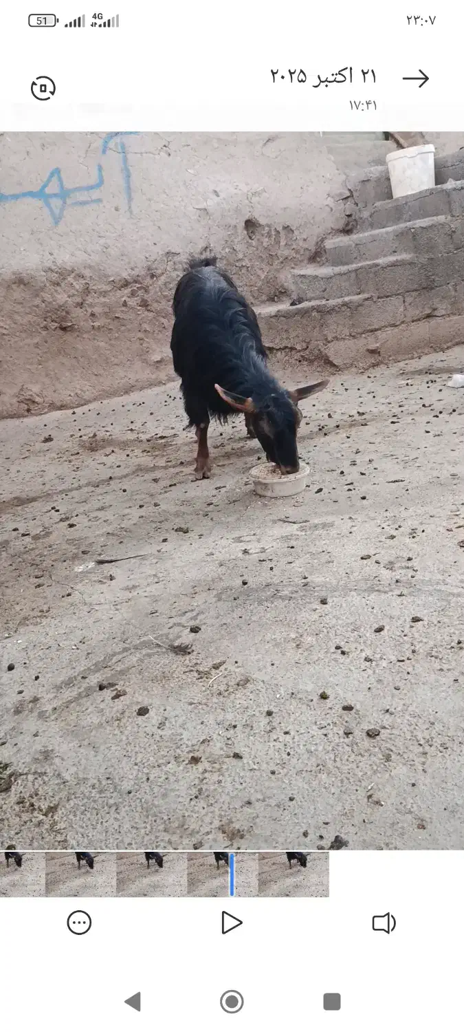 بز گمشده|حیوانات مزرعه|موچش, |دیوار