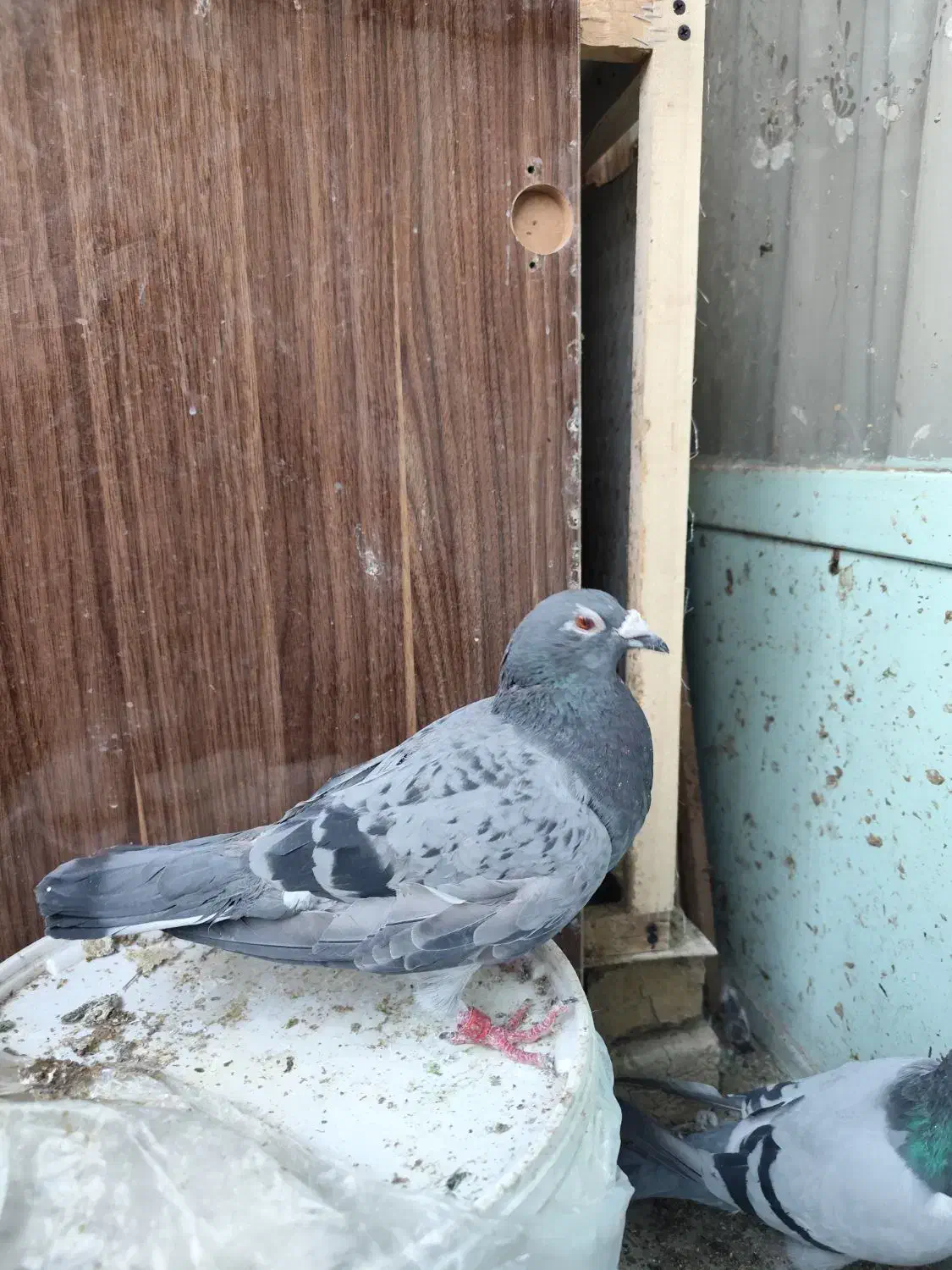 پلاکی|پرنده|فولادشهر, B7|دیوار