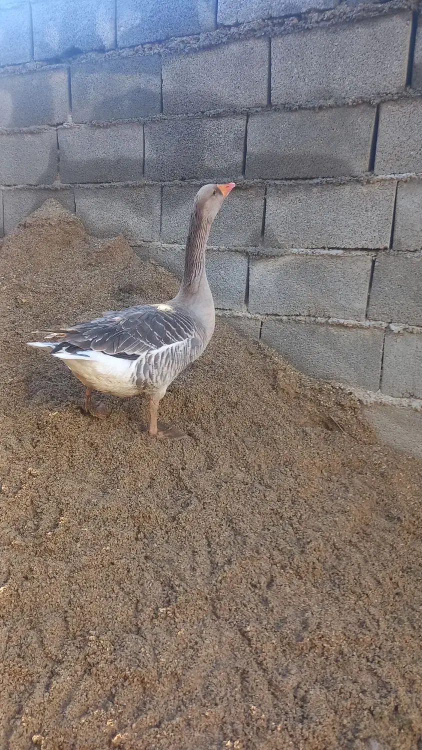 غازمحلی ماده وتخم غاز|حیوانات مزرعه|کلاله, |دیوار