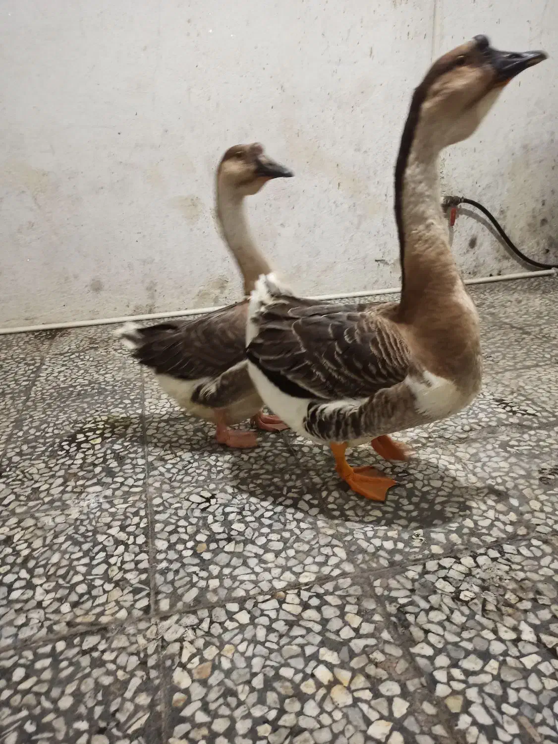 غوغاز آفریقایی زینتی اصل|حیوانات مزرعه|رشت, عینک|دیوار