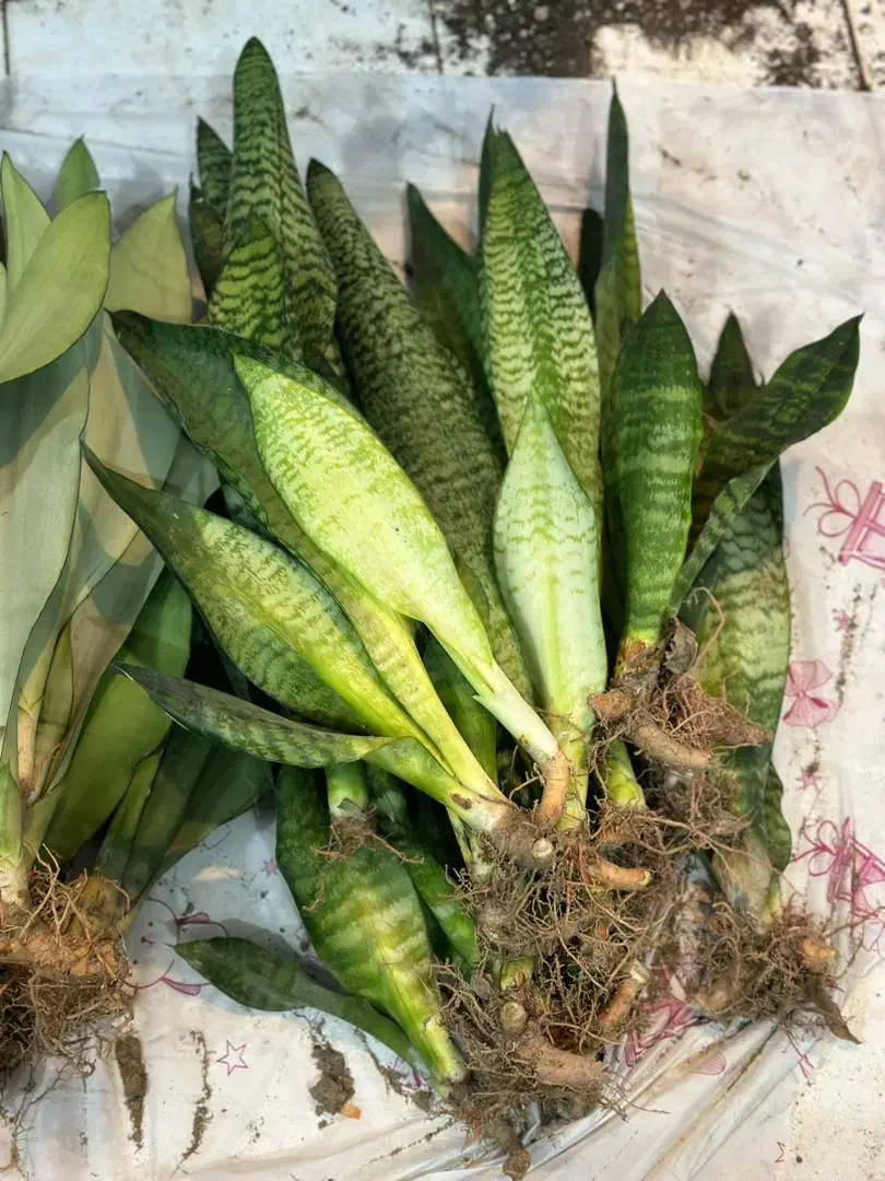 حراج سانسوریا غلافی ۵۰|گل و گیاه طبیعی|کازرون, |دیوار