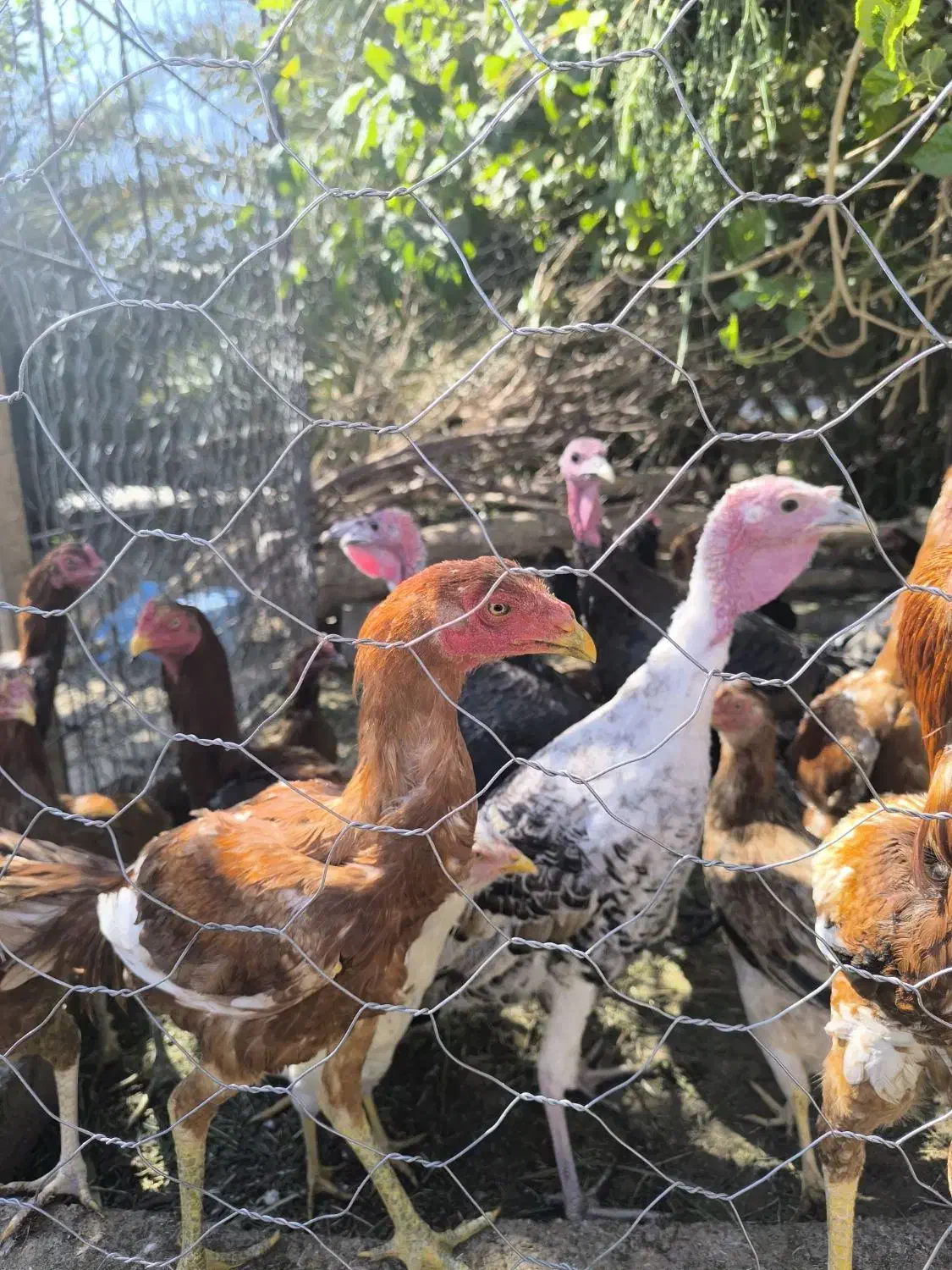 لاری|حیوانات مزرعه|فهرج, |دیوار