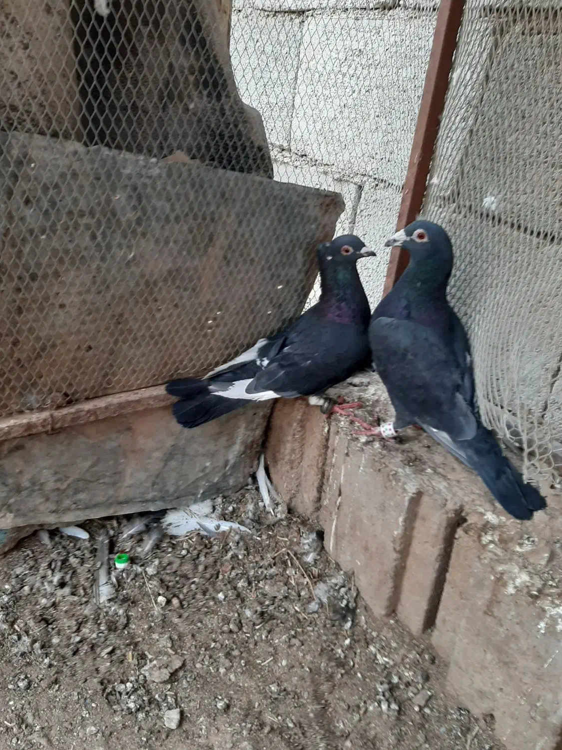 کبوتر|پرنده|بیرجند, |دیوار