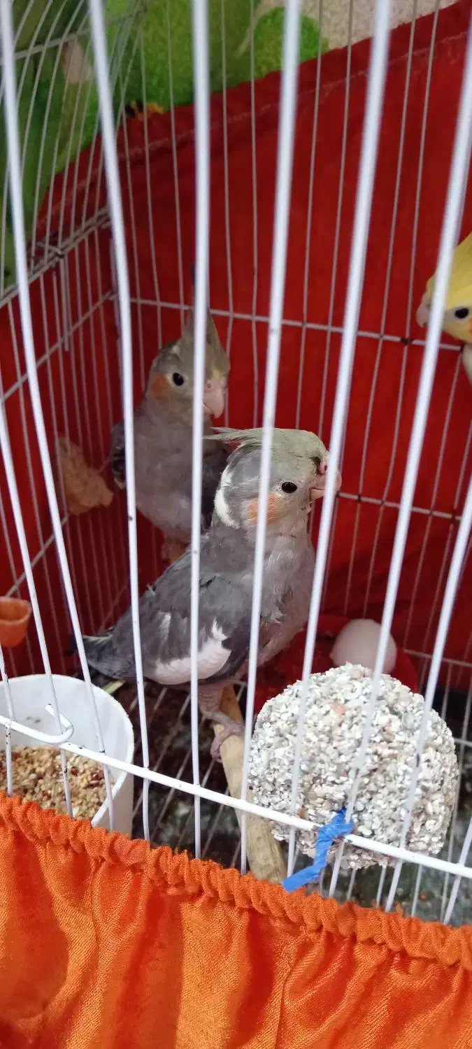 طوطی عروس های سالم سرحال بازیگوش|پرنده|رشت, باهنر|دیوار