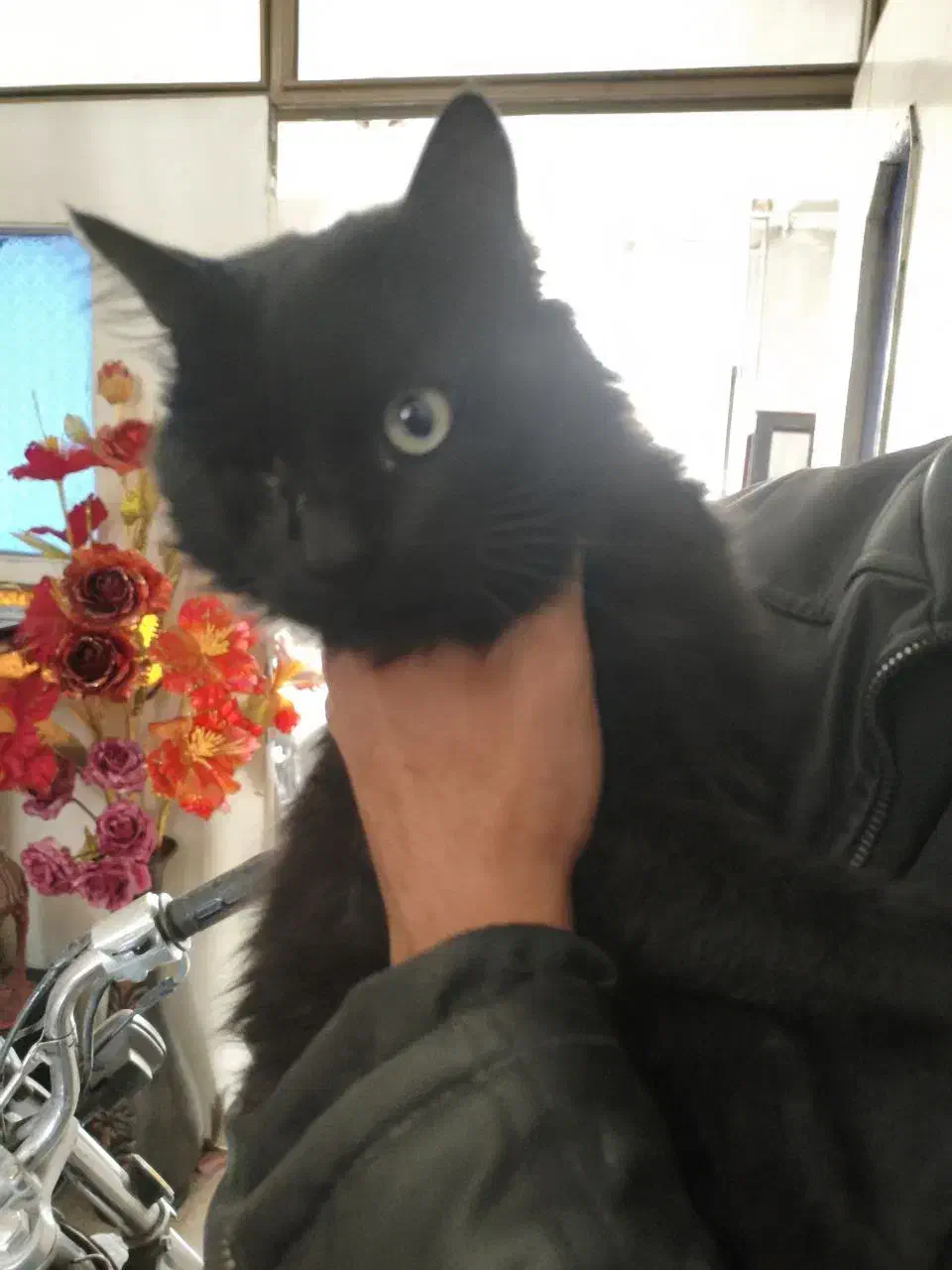 واگذاری کاملا رایگان گربه دوساله|گربه|مرند, |دیوار