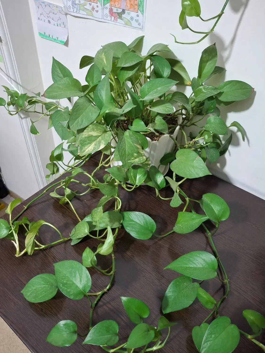 پتوس ، سانسوریا و ...|گل و گیاه طبیعی|تهران, امیریه|دیوار