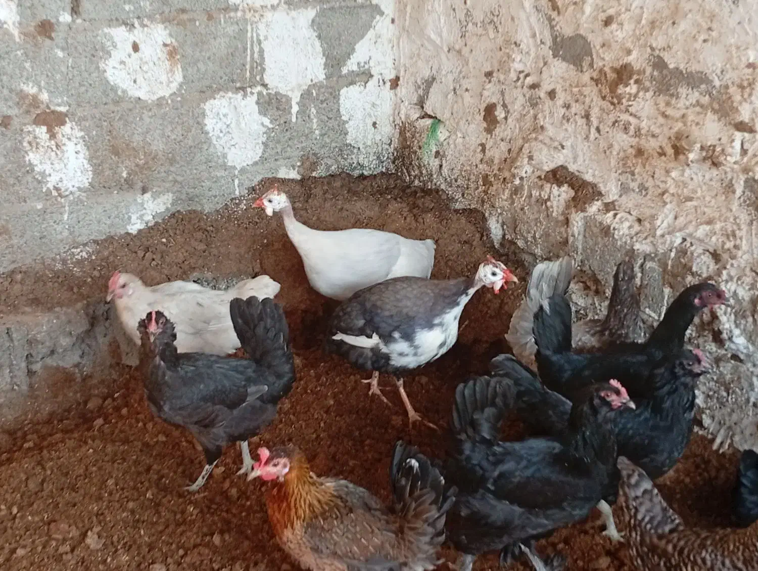 فروش مرغ محلی سیاه و ریشی|حیوانات مزرعه|چغادک, |دیوار