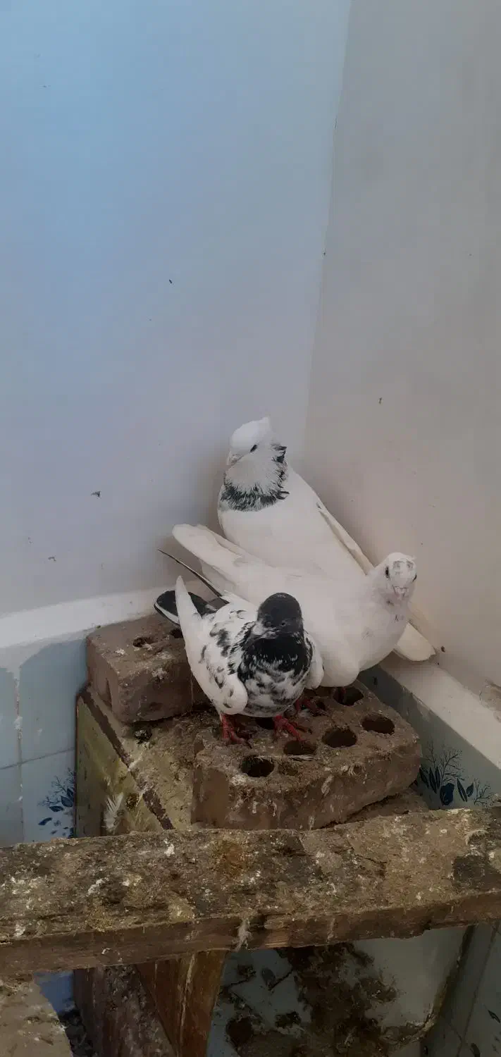 کبوتر|پرنده|مرند, |دیوار