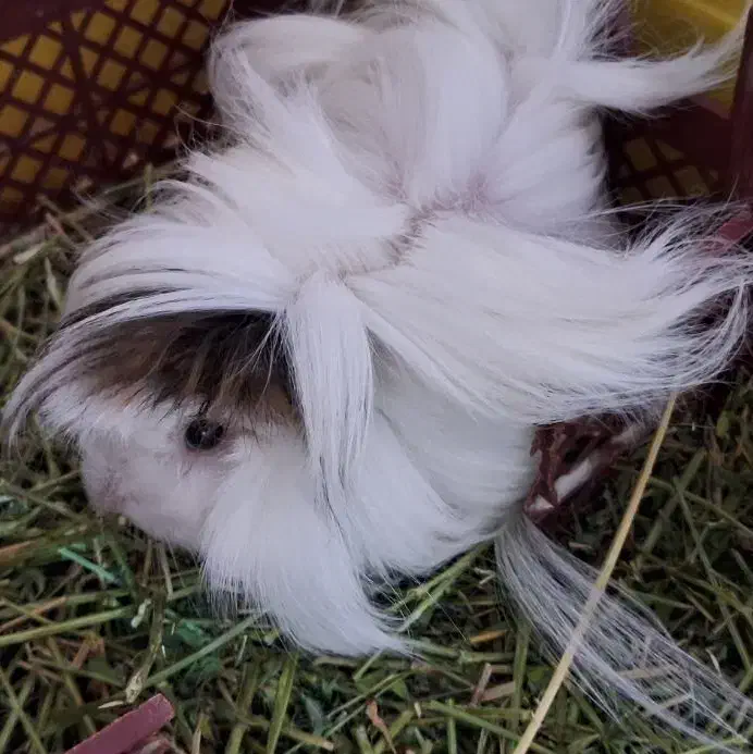 خوکچه هندی پرویی مو بلند|موش و خرگوش|وحیدیه, |دیوار