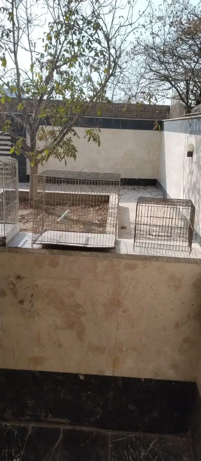 قفس پرنده|لوازم جانبی حیوانات|مشکیندشت, |دیوار