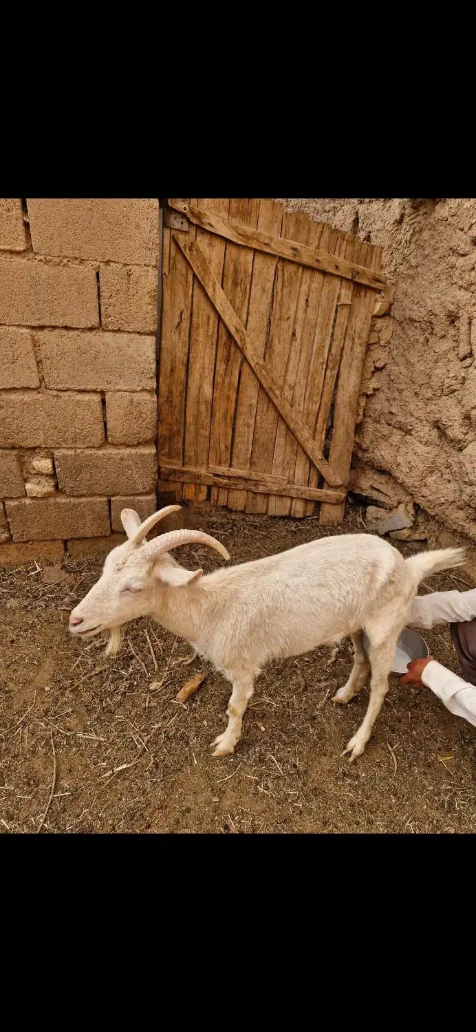 فروش ۴راس بز|حیوانات مزرعه|آباده, |دیوار