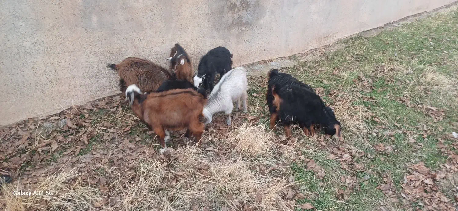 بز غاله|حیوانات مزرعه|باروق, |دیوار