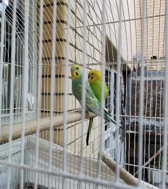 مرغ عشق رینبو انگلیسی با جوجه و تخم و رام|پرنده|شیراز, محراب|دیوار