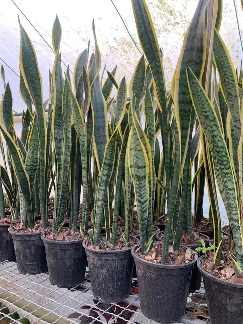 خاک گل تقویتی گل و گلخانه|گل و گیاه طبیعی|سبزوار, جوادیه شرقی|دیوار