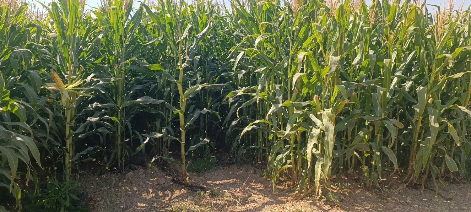 علوفه دانه دار|خدمات باغبانی و درختکاری|مرودشت, تخت جمشید|دیوار