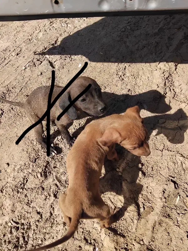 تول سگ المان بسیار باهوش|سگ|گلی داغ, |دیوار