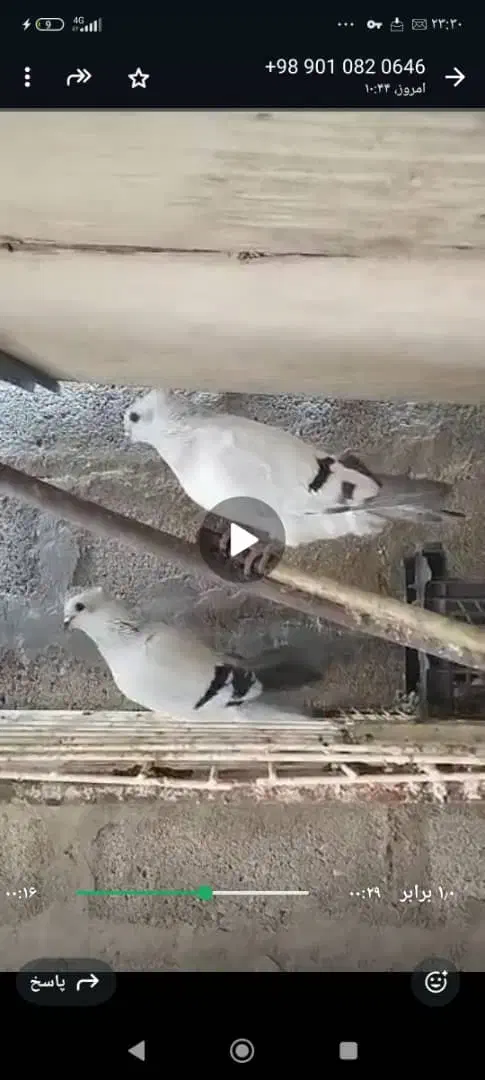 شامی|پرنده|زرین دشت (فارس), |دیوار