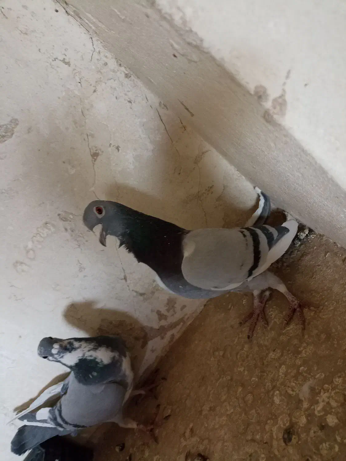 کبوتر پلاکی|پرنده|خمینیشهر, |دیوار