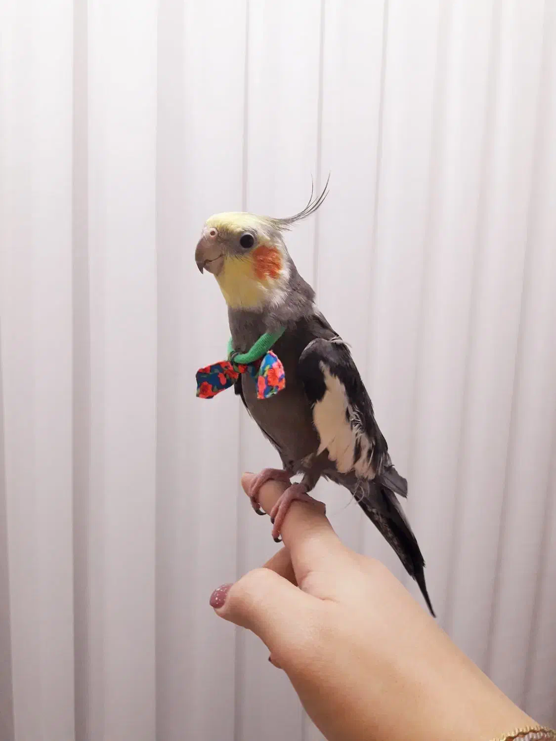 طوطی عروس هلندی گمشده|حیوانات|رشت, لاکانی|دیوار