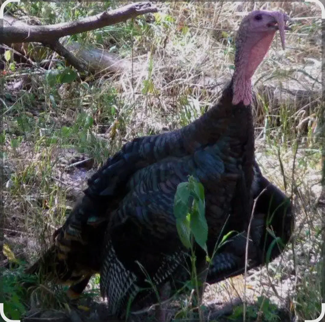 بوقلمون محلی|حیوانات مزرعه|حسین آباد, |دیوار