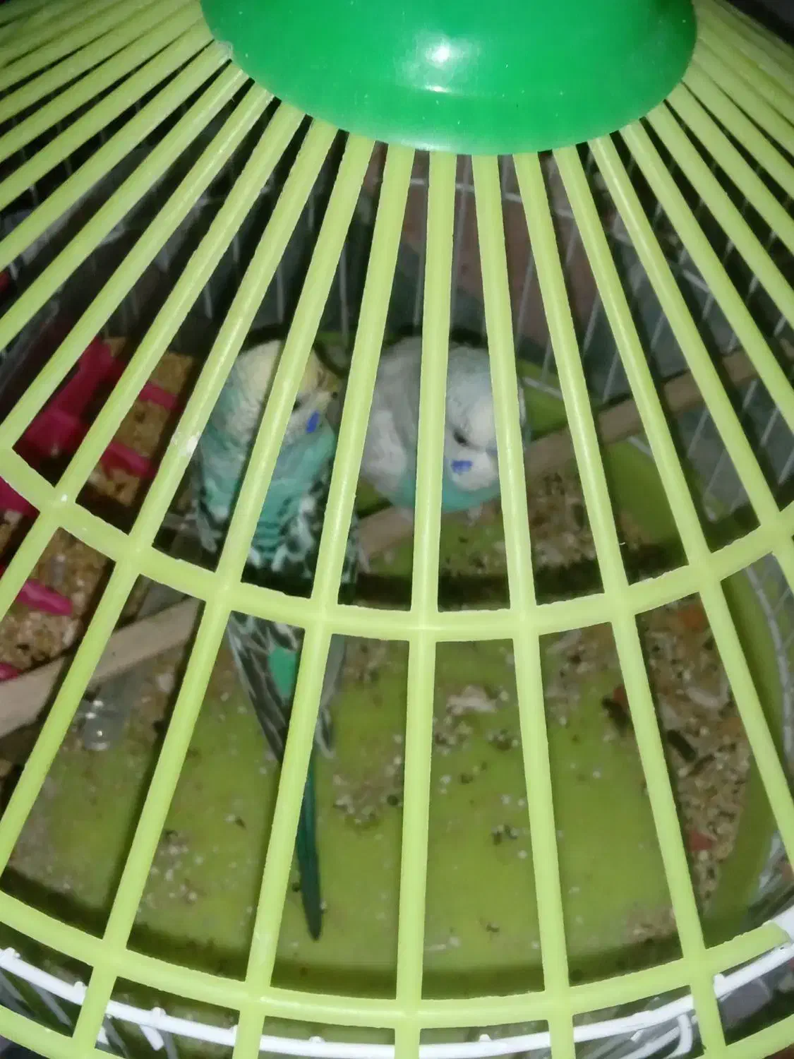 مرغ عشق|پرنده|انابد, |دیوار