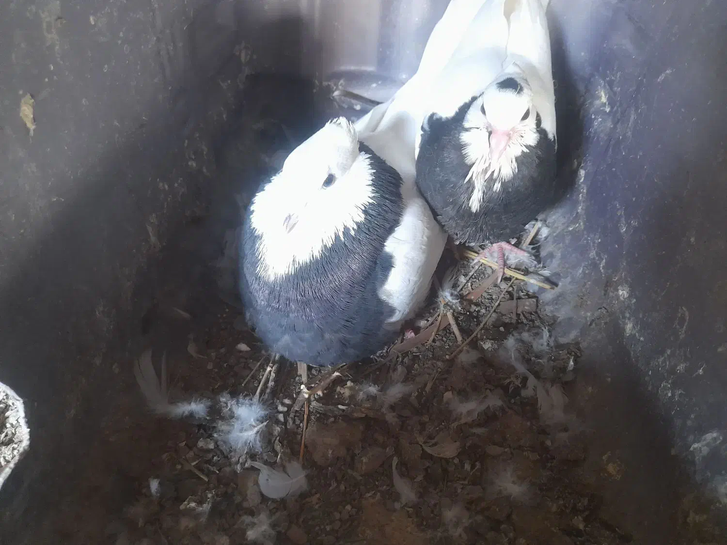 فروشی دوتاش ۲۵۰۰تومن|پرنده|کهنوج, |دیوار