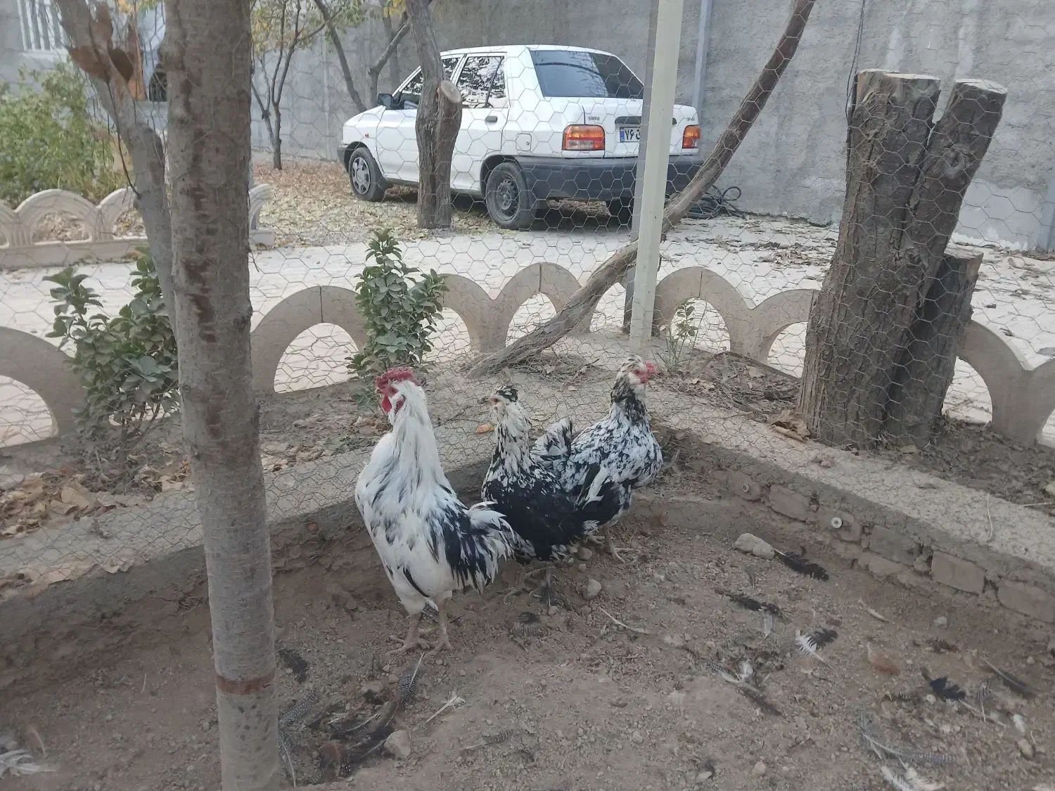 انواع مرغ و خروس و نیمچه|حیوانات مزرعه|وحیدیه, |دیوار