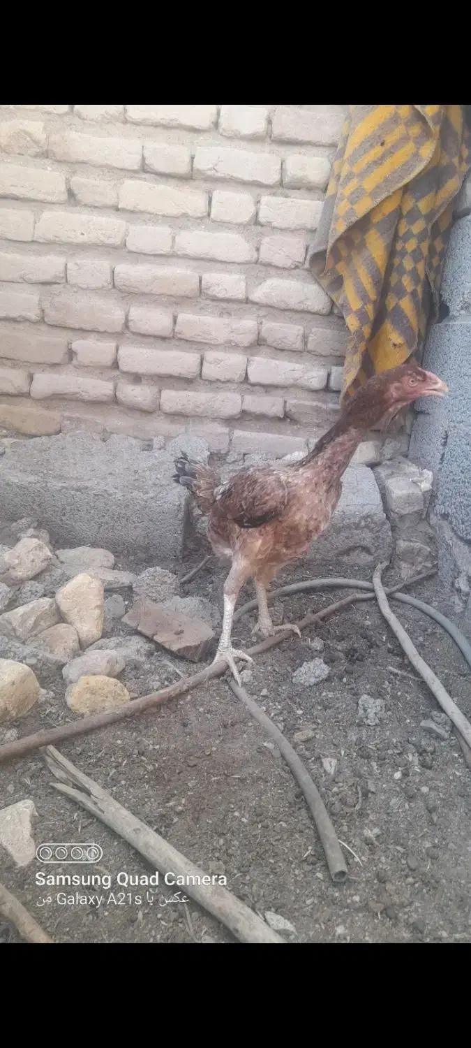 م ر غ ل ا ر ی|حیوانات مزرعه|سیرجان, |دیوار