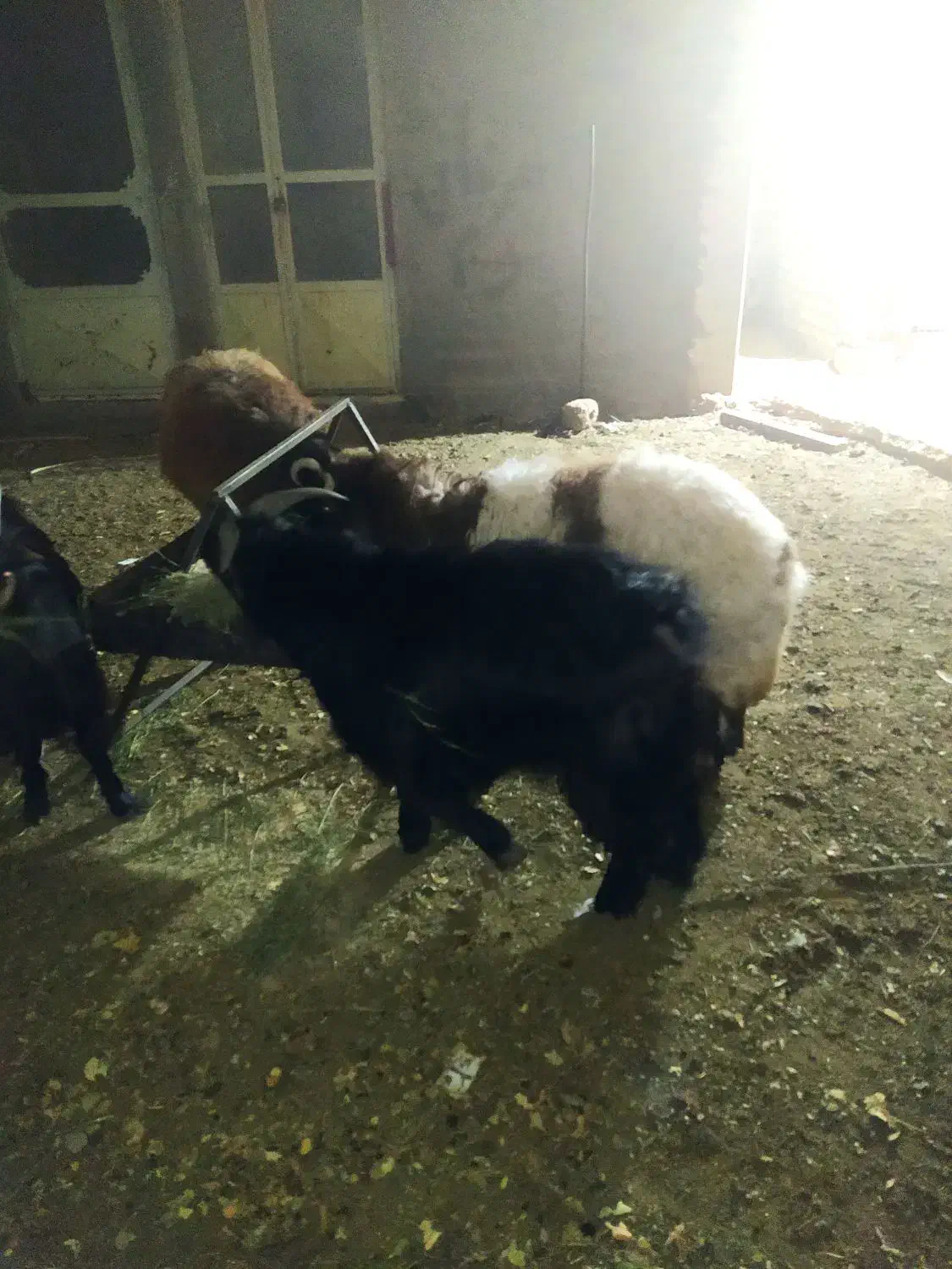 بره ،بزغاله|حیوانات مزرعه|مبارکه, |دیوار