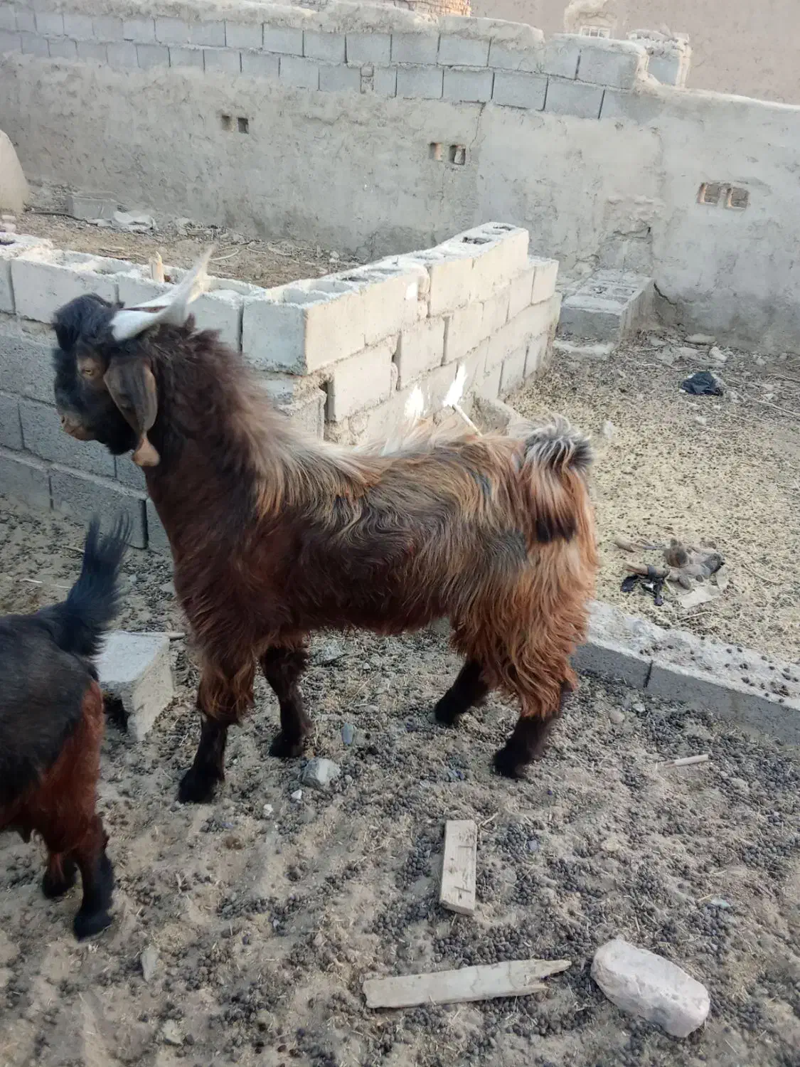 یه عدد کره نر چاق|حیوانات مزرعه|تیمور آباد, |دیوار