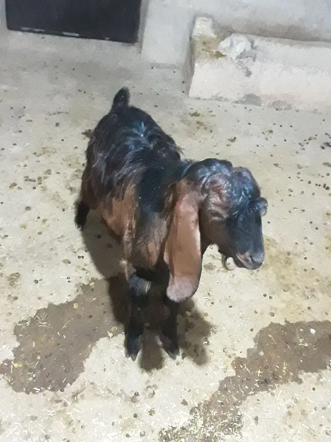 بزغاله نر|حیوانات مزرعه|سرپل ذهاب, |دیوار