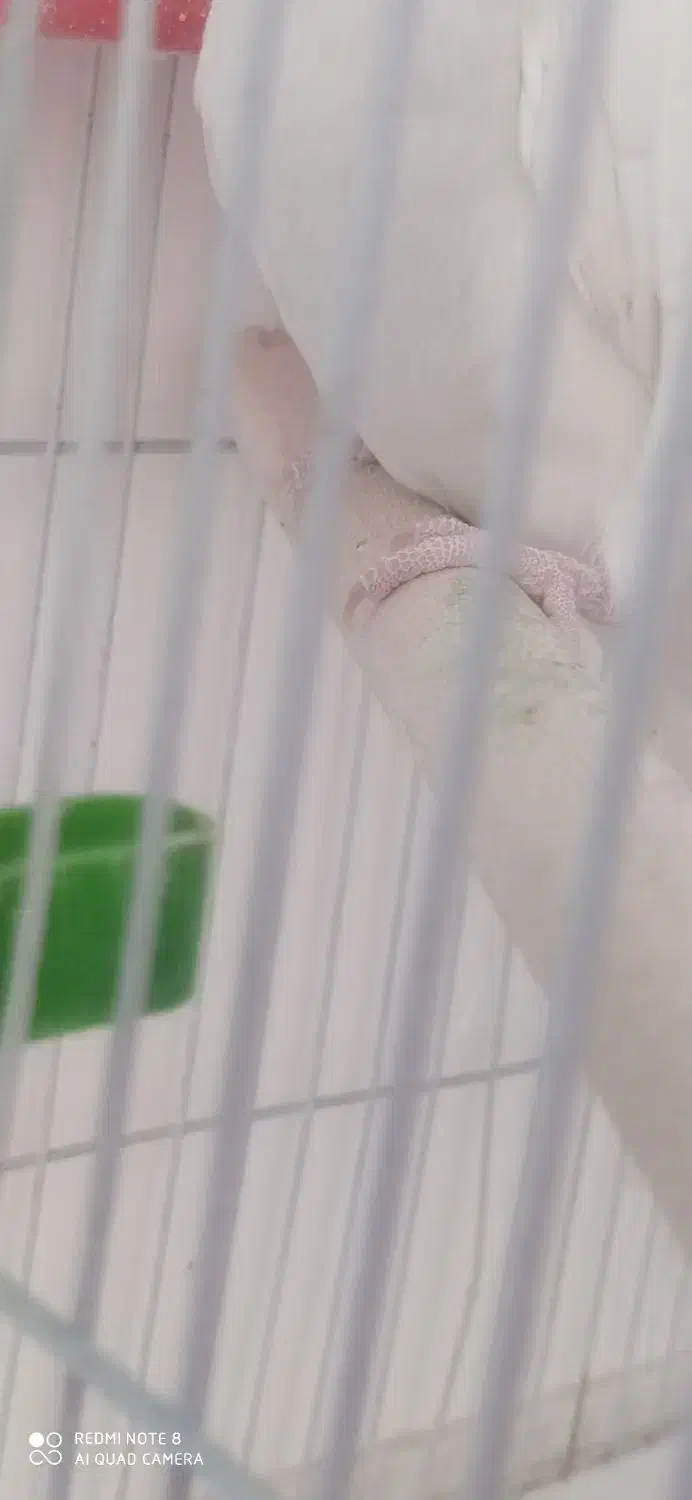 عروس  هلندی. آلبینو|پرنده|داراب, |دیوار