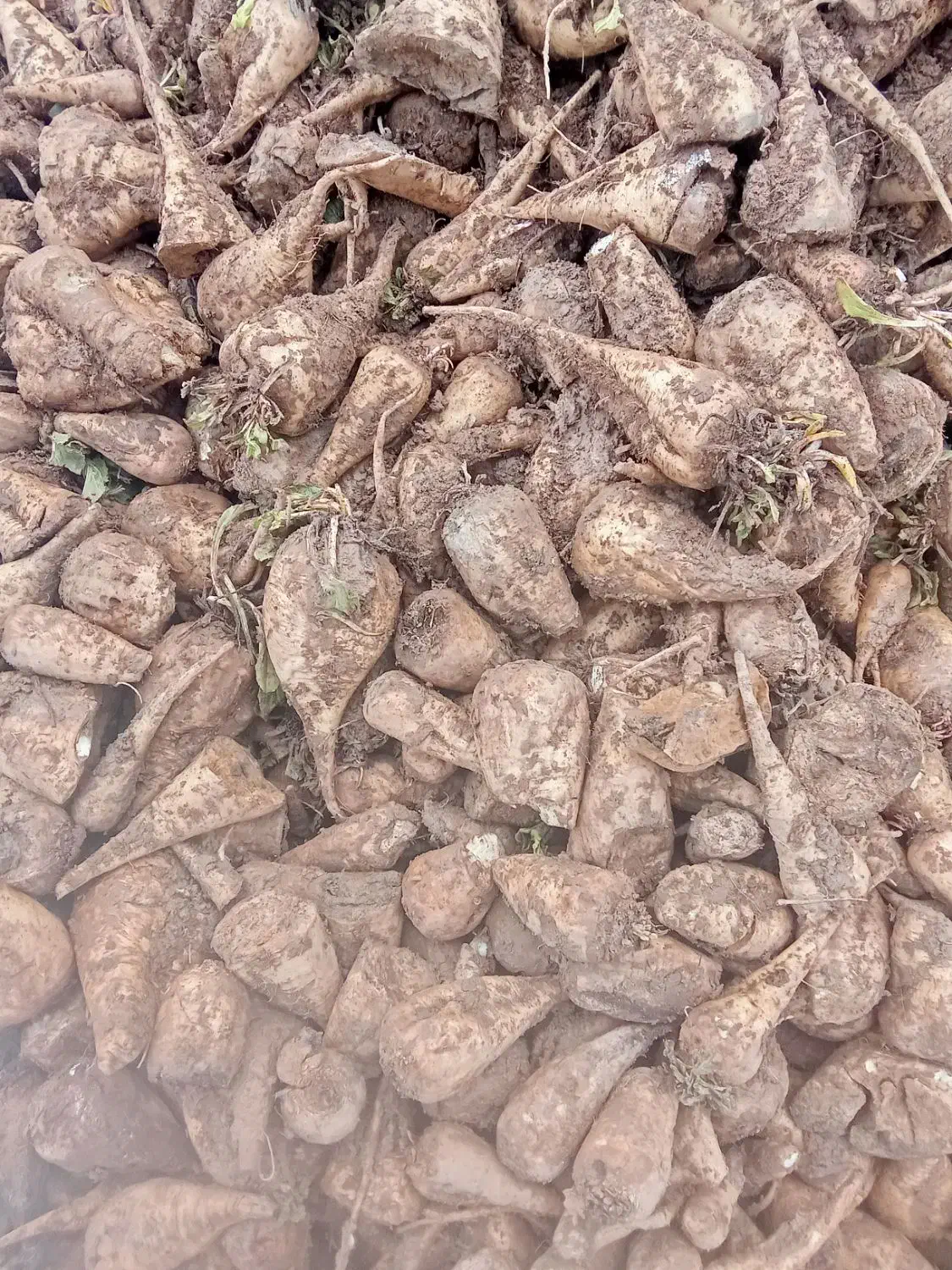 فروش چغندر درجه یک|لوازم جانبی حیوانات|سیلاخور, |دیوار