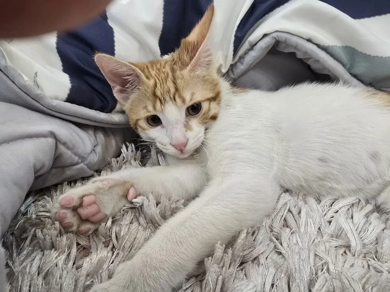 پسر۴ماهه|گربه|تهران, جنت‌آباد مرکزی|دیوار