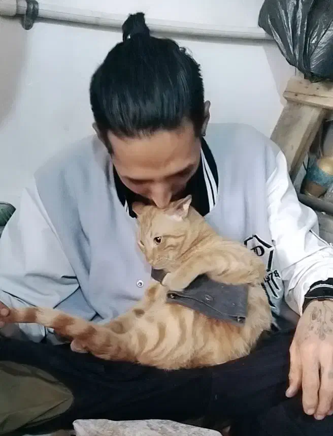 گربه گمشده|حیوانات|قم, آزادگان|دیوار