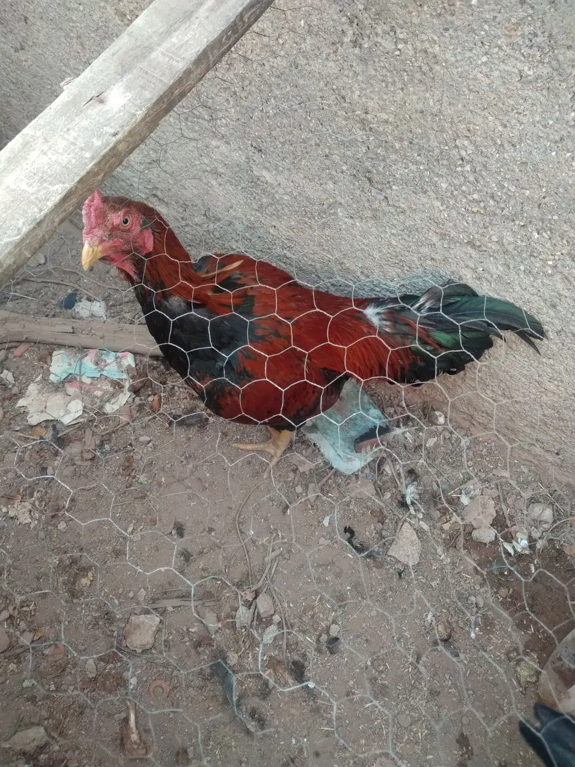 س دانگ سالم|حیوانات مزرعه|تاکستان, |دیوار