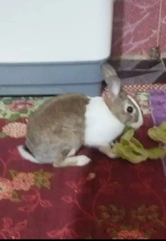 خرگوش اهلی معاوضه با گندم یا ازن|موش و خرگوش|بندر ماهشهر, |دیوار