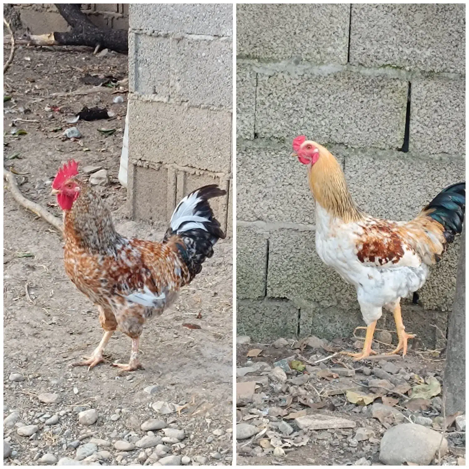 دو عدد خروس محلی|حیوانات مزرعه|ماکلوان, |دیوار