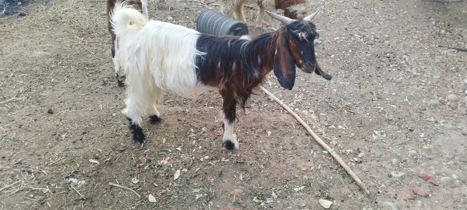 بز وکهره|حیوانات مزرعه|آبپخش, |دیوار