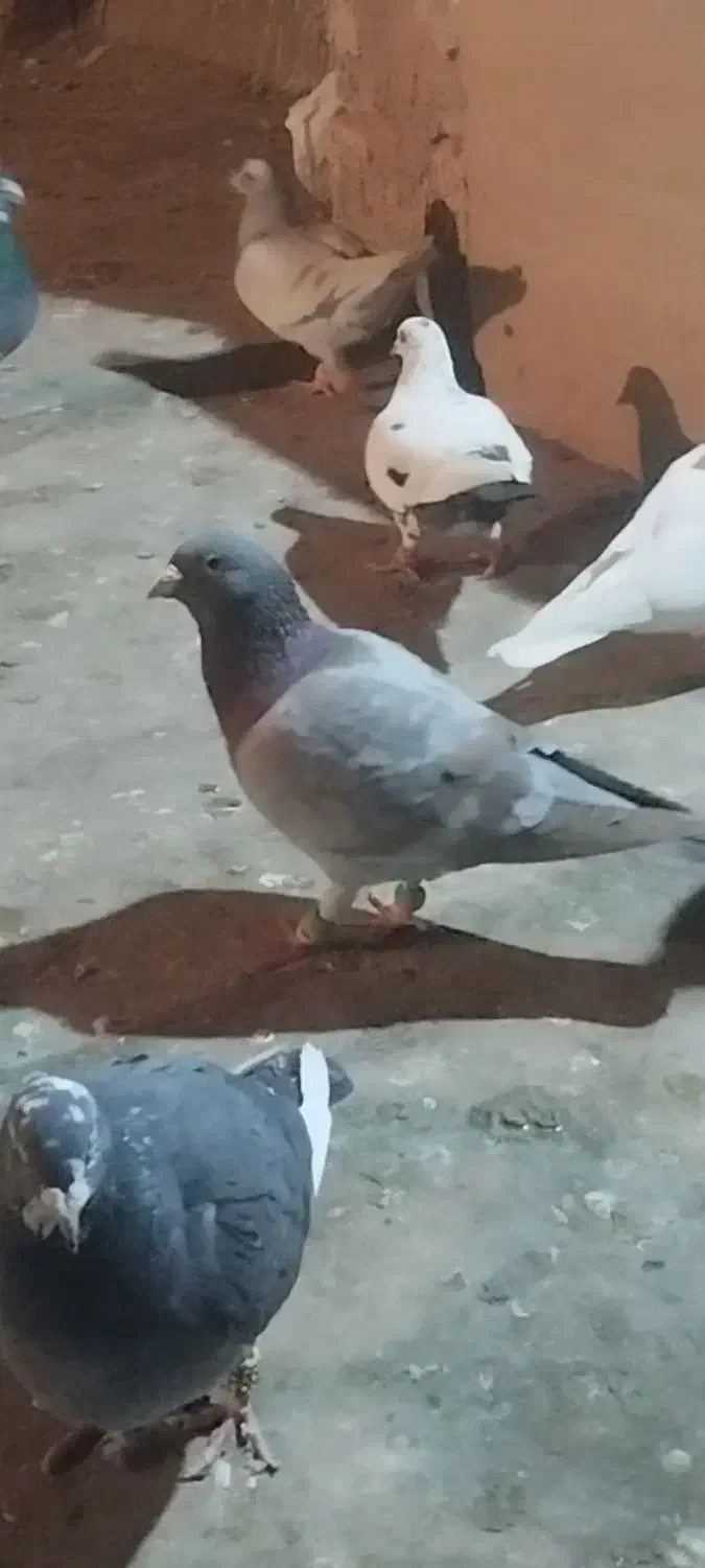 پرنده|پرنده|نیشابور, ابراهیمی|دیوار