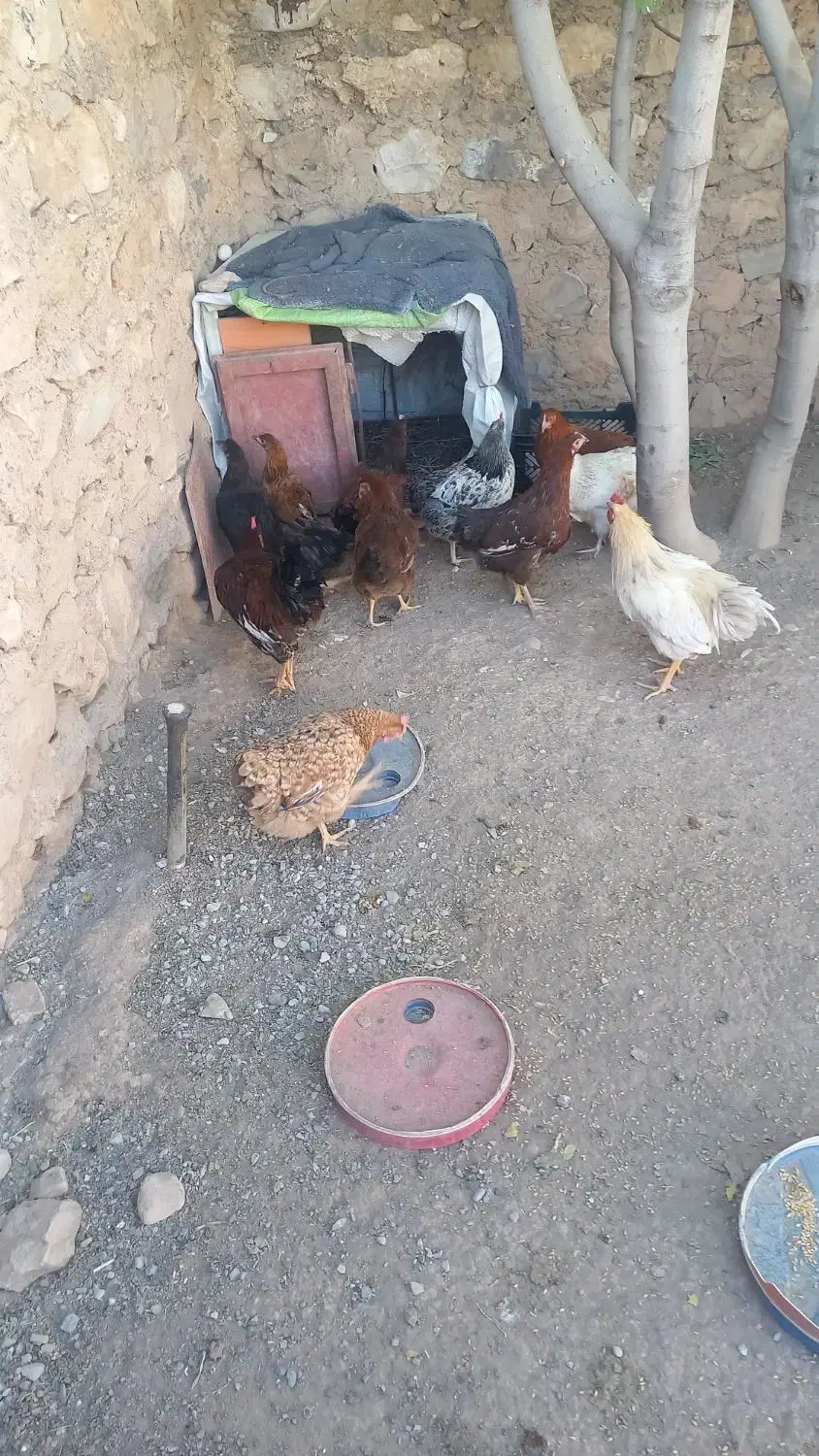 مرغ وخروس|حیوانات مزرعه|بدره, |دیوار