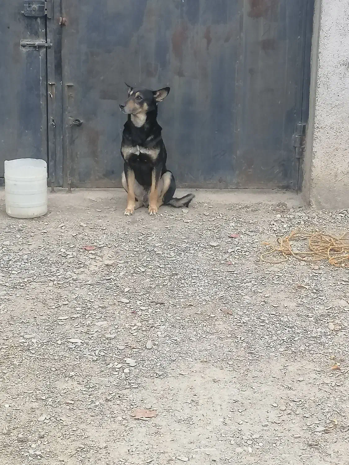 سگ گرگی|سگ|شاندیز, |دیوار