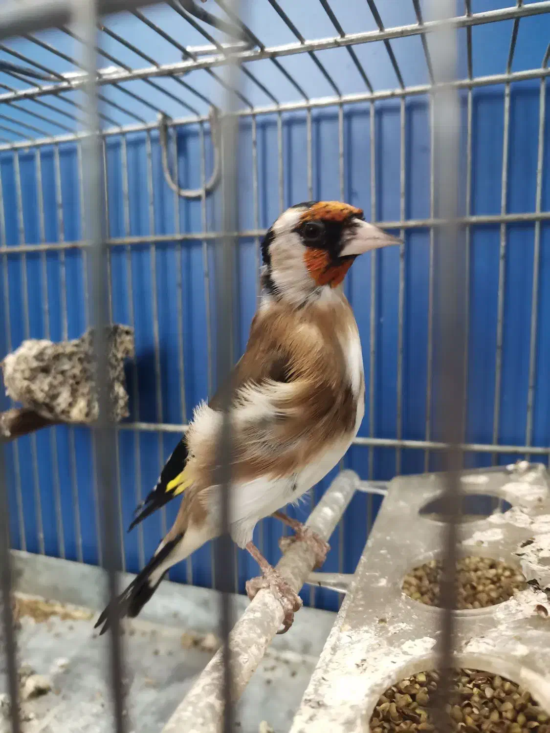 سهره درجه یک|پرنده|دزفول, |دیوار