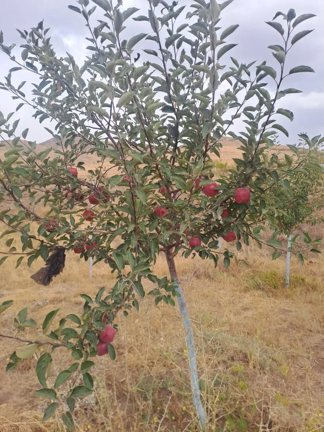 باغ|فروش دفتر صنعتی، کشاورزی، تجاری|زنجان, |دیوار