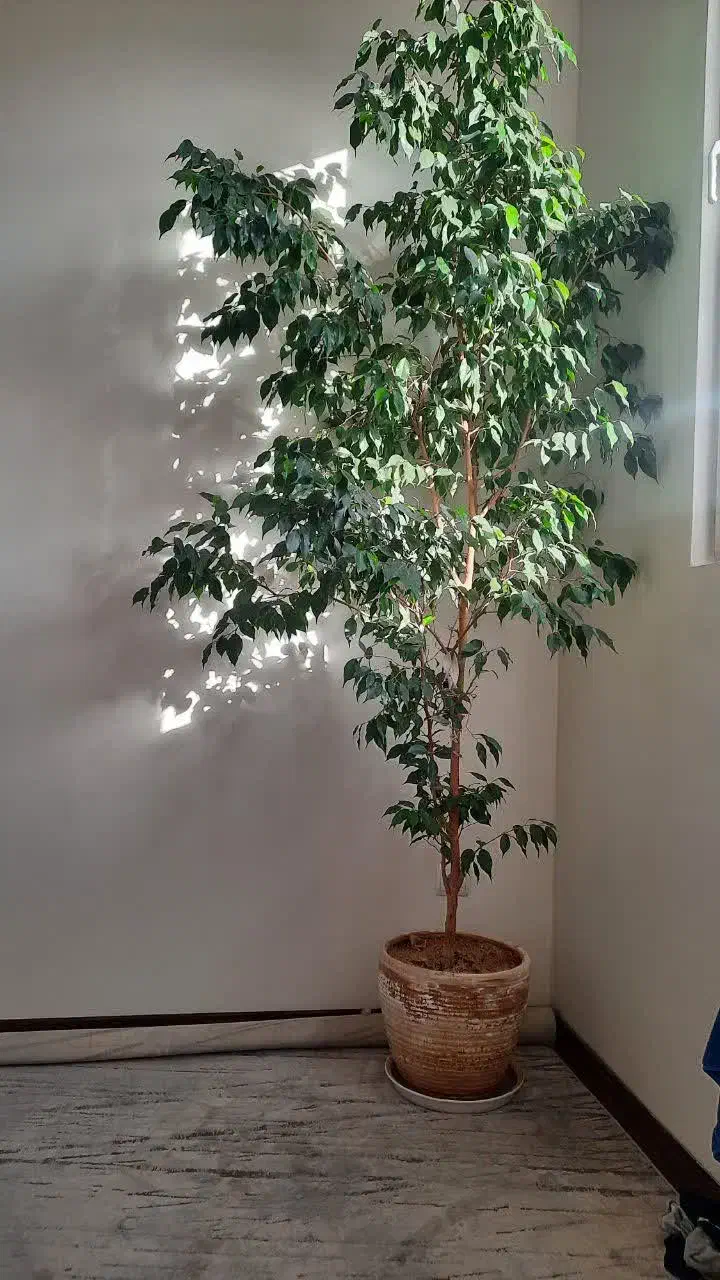 بنجامین ۱۲ ساله سرحال|گل و گیاه طبیعی|تهران, افسریه شمالی|دیوار