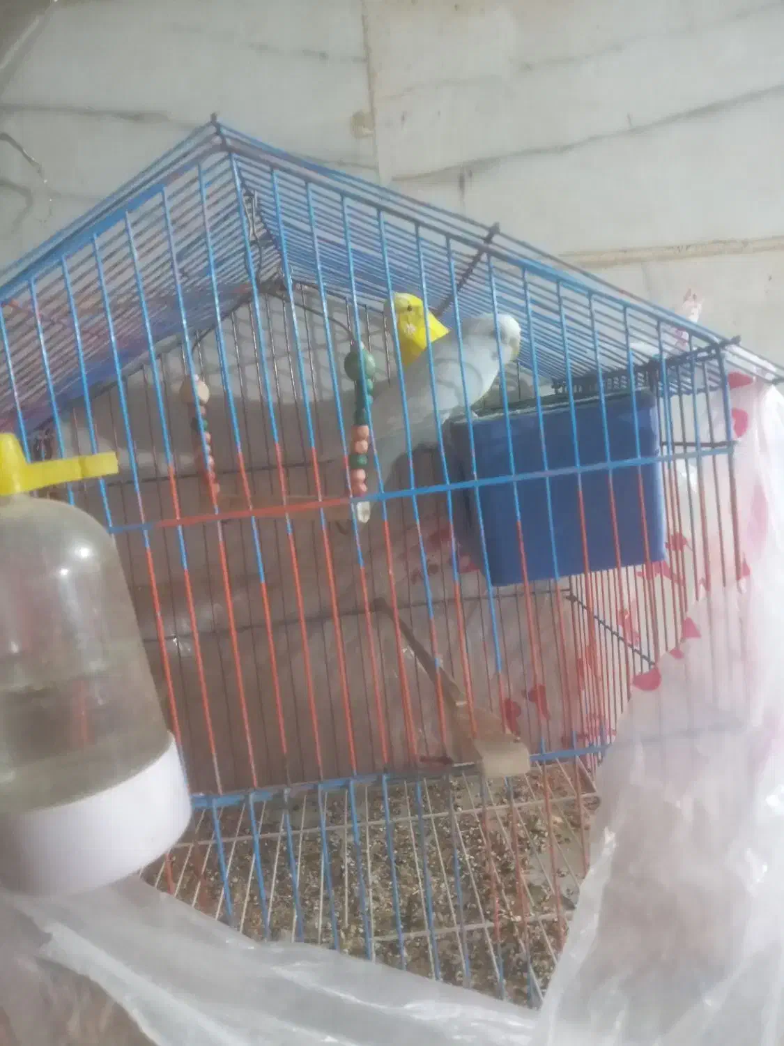 مرغ عشق|پرنده|تهران, ابوذر|دیوار