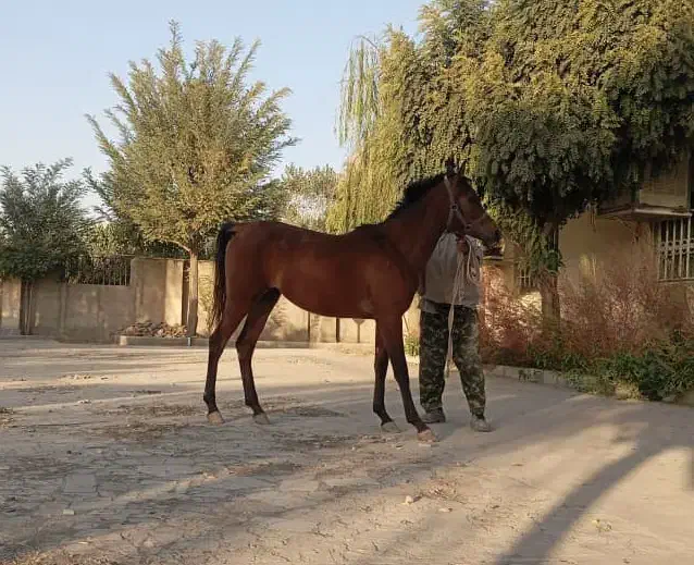 کره مادیان عرب یکسر زیبایی|اسب و تجهیزات اسبسواری|هشتگرد, هشتگرد قدیم|دیوار