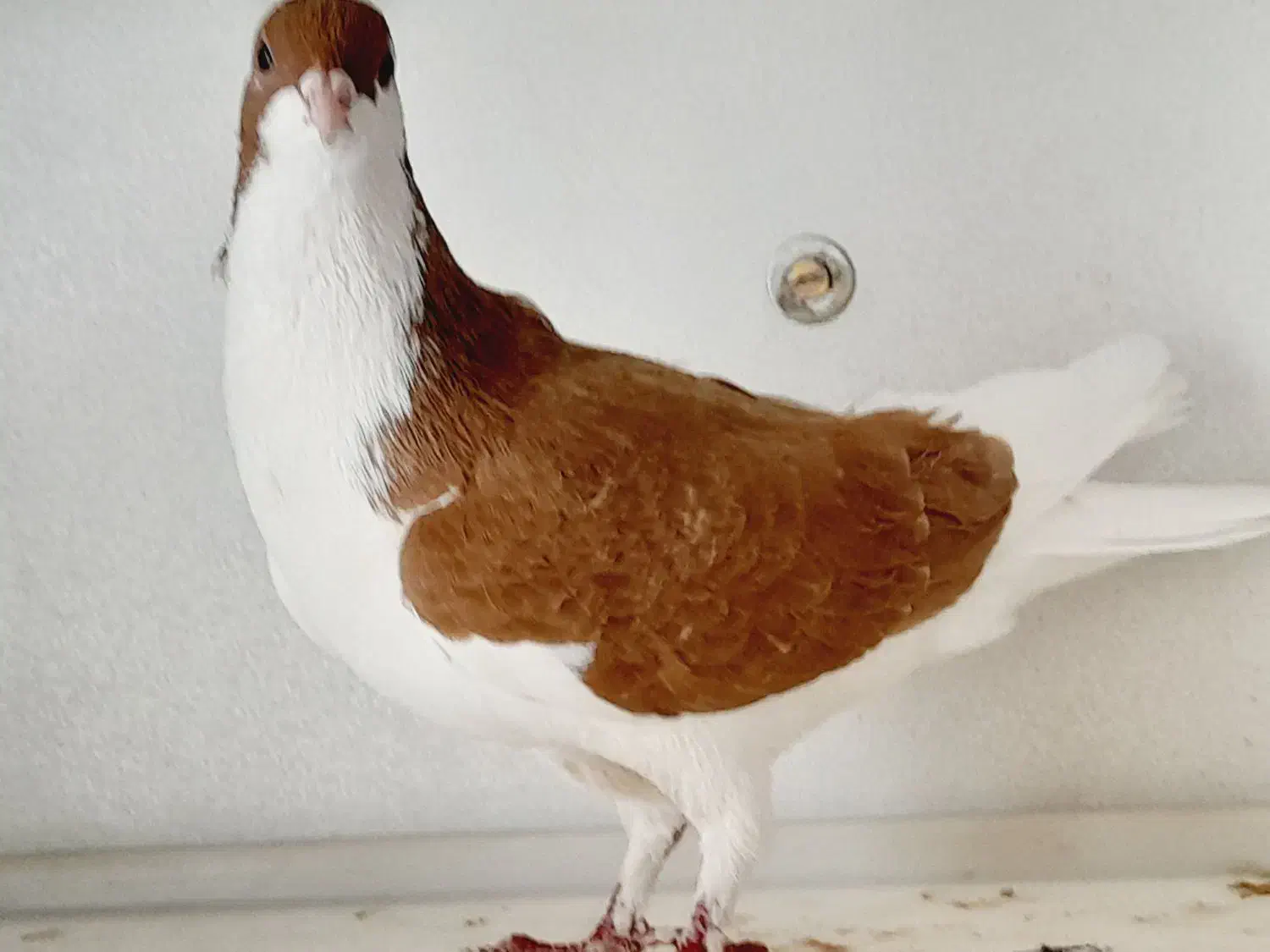 کبوتر|پرنده|تاکستان, |دیوار