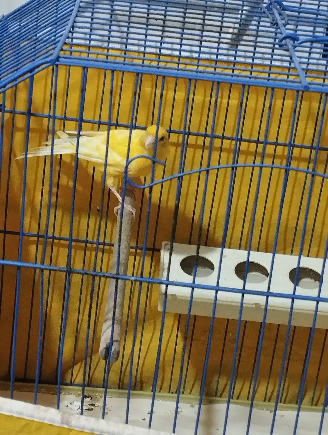 ماده قناری|پرنده|امیدیه, |دیوار